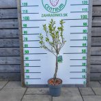 Arónia čerešňolistá (Aronia × prunifolia) ´VIKING´ - výška 90-100 cm, kont. C3L - TOČENÝ KMEŇ